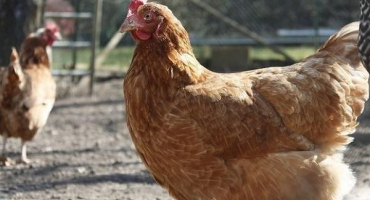 Jak léčit vodnatelnost u kuřat, příčiny a příznaky onemocnění drůbeže